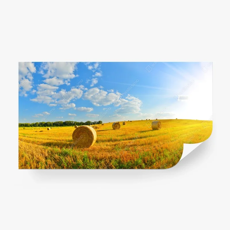 Wall mural golden hayfield under blue sky