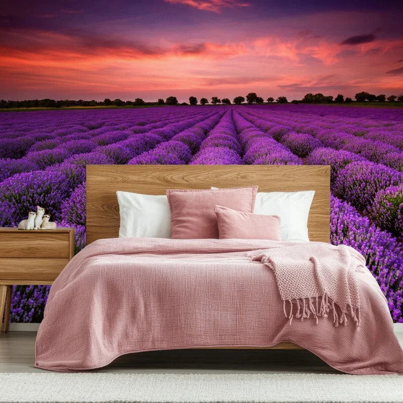 Wall mural lavender field at sunset