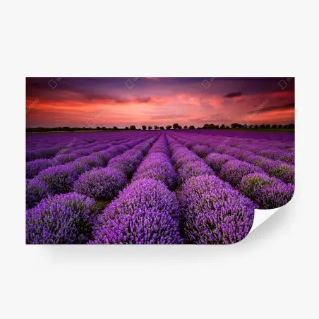 Wall mural lavender field at sunset • Wallissimo®