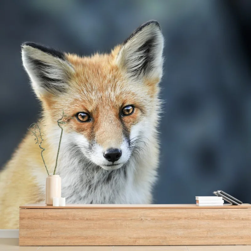 Wall mural red fox close-up portrait