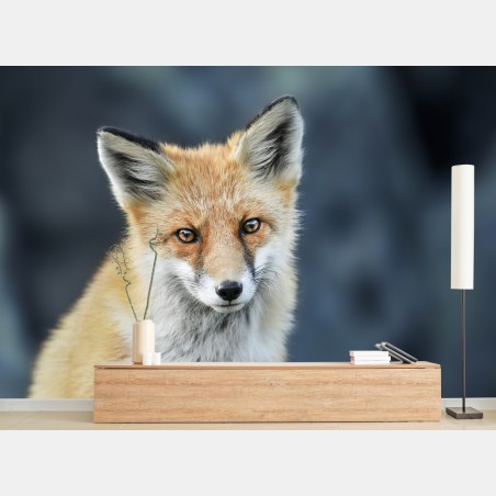 Wall mural red fox close-up portrait • Wallissimo®