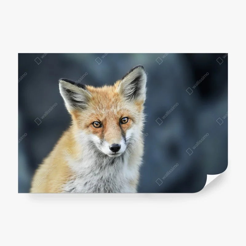 Wall mural red fox close-up portrait