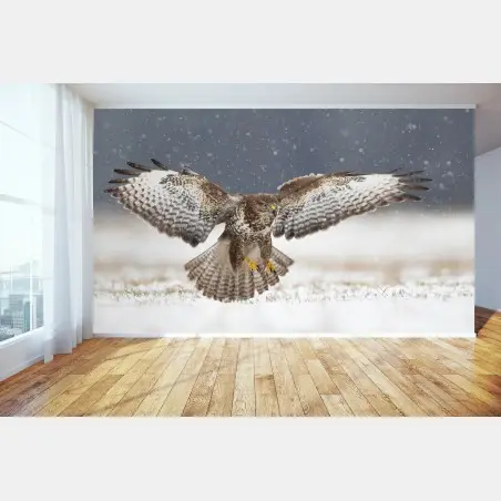 Wall mural common buzzard landing in snow • Wallissimo®
