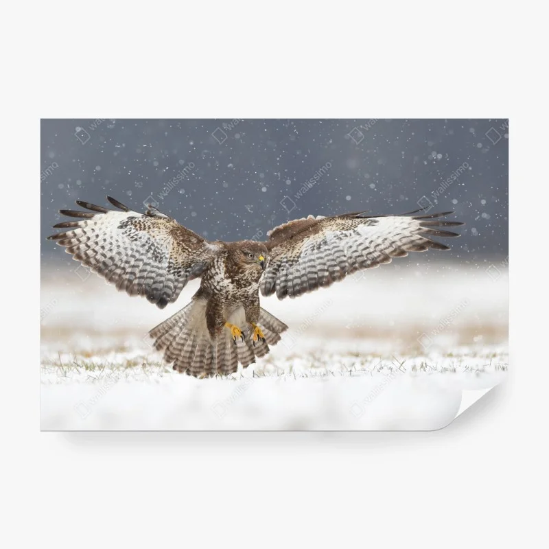 Wall mural common buzzard landing in snow