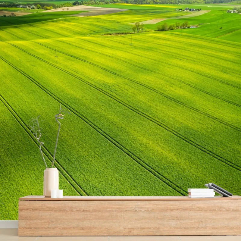 Wall mural golden rapeseed fields from above