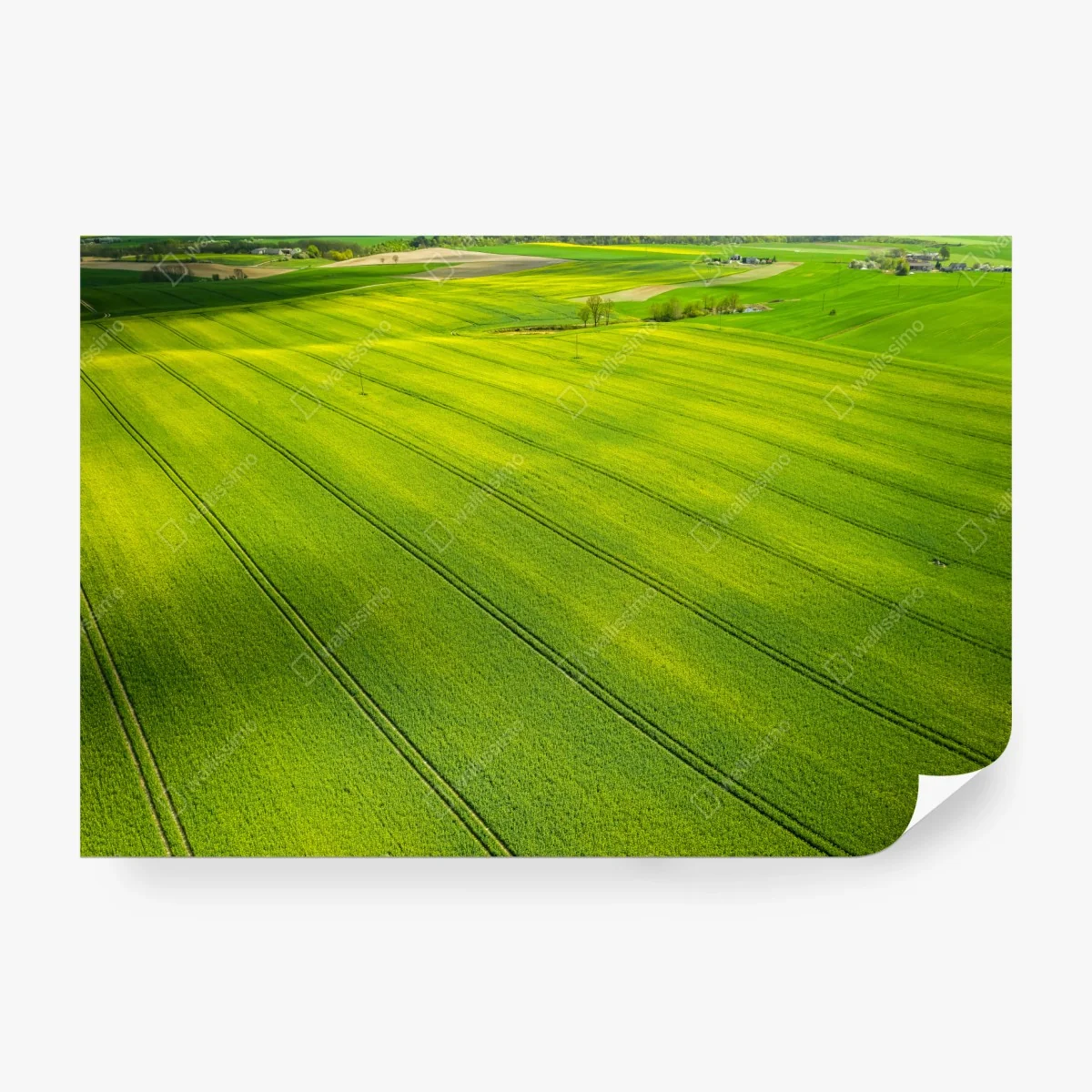 Wall mural golden rapeseed fields from above • Wallissimo® Wall mural golden rapeseed fields from above • Wallissimo®