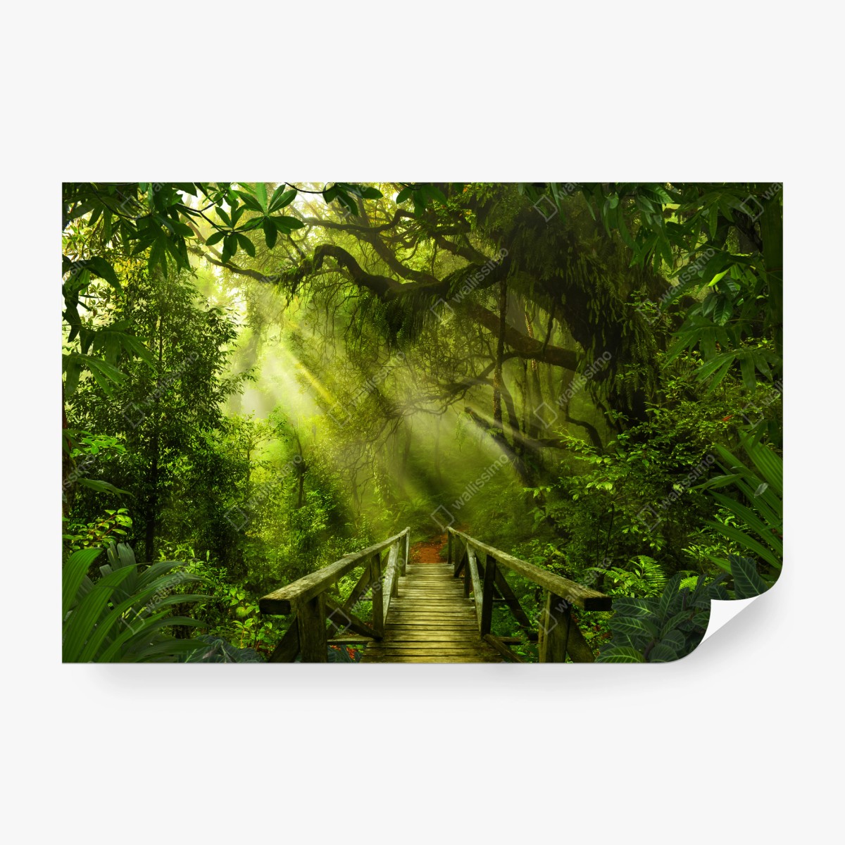 Wall mural sunlit forest pathway • Wallissimo®