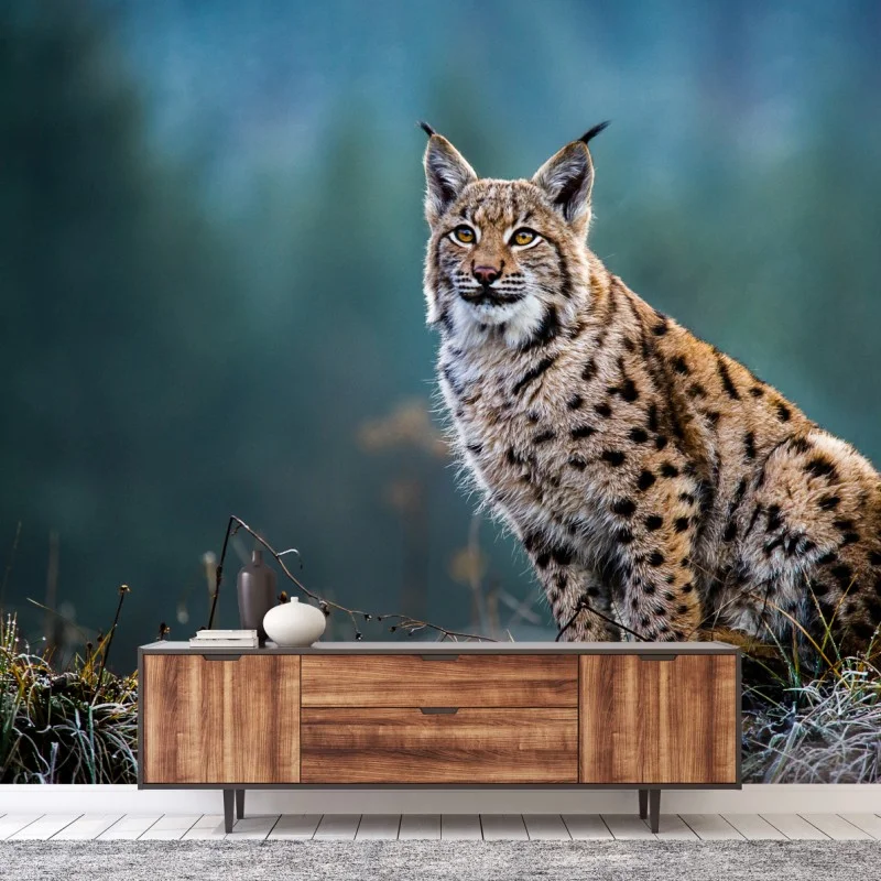 Wall mural majestic Eurasian lynx in natural habitat