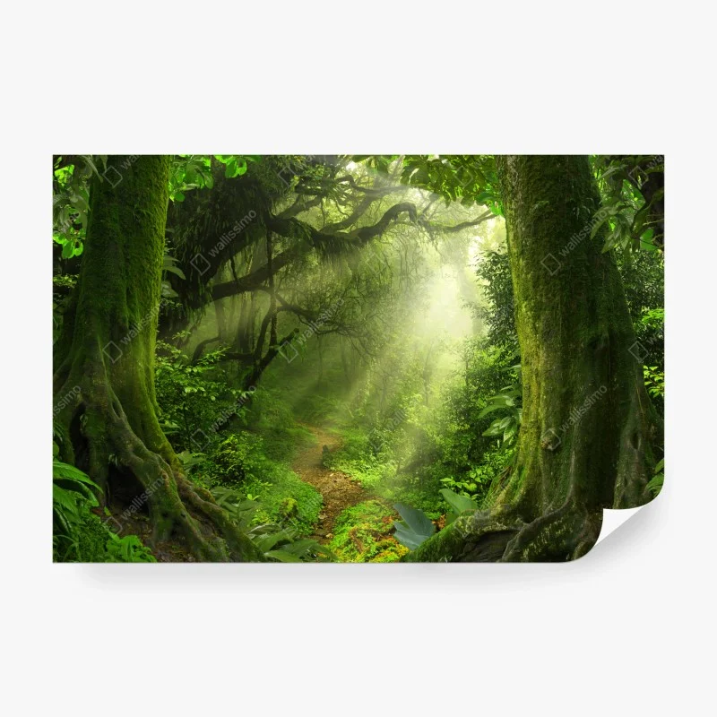 Wall mural sunlit mossy forest trail