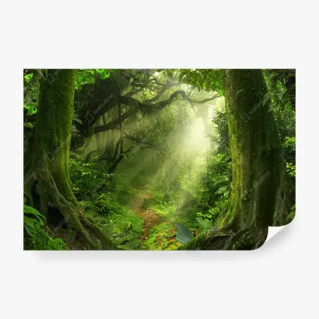 Wall mural sunlit mossy forest trail • Wallissimo®