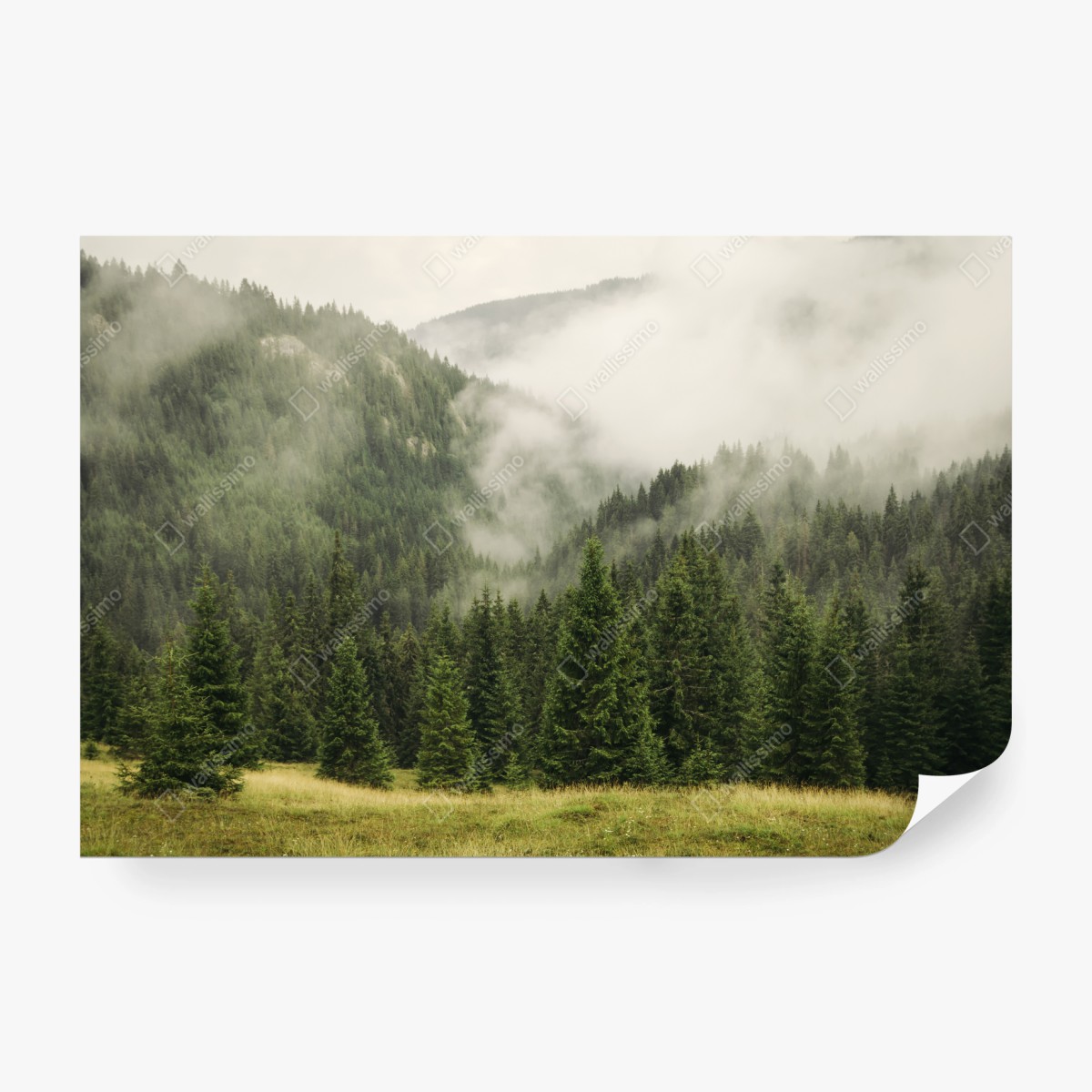 Wall mural misty evergreen forest landscape • Wallissimo®