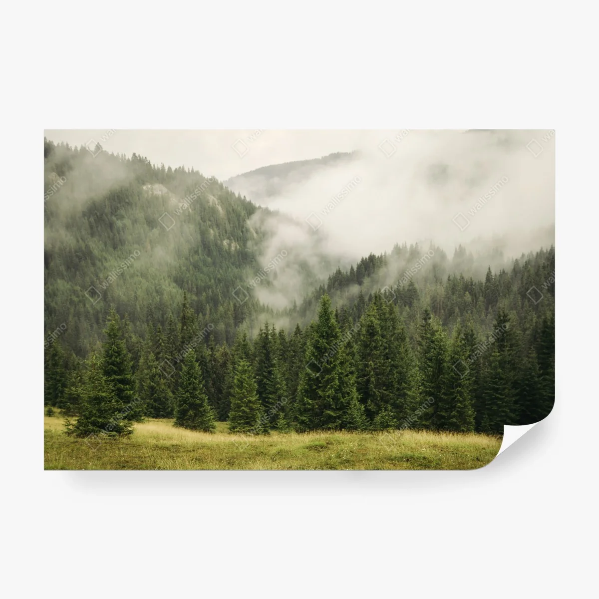 Wall mural misty evergreen forest landscape • Wallissimo®