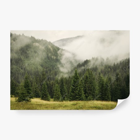 Wall mural misty evergreen forest landscape • Wallissimo®