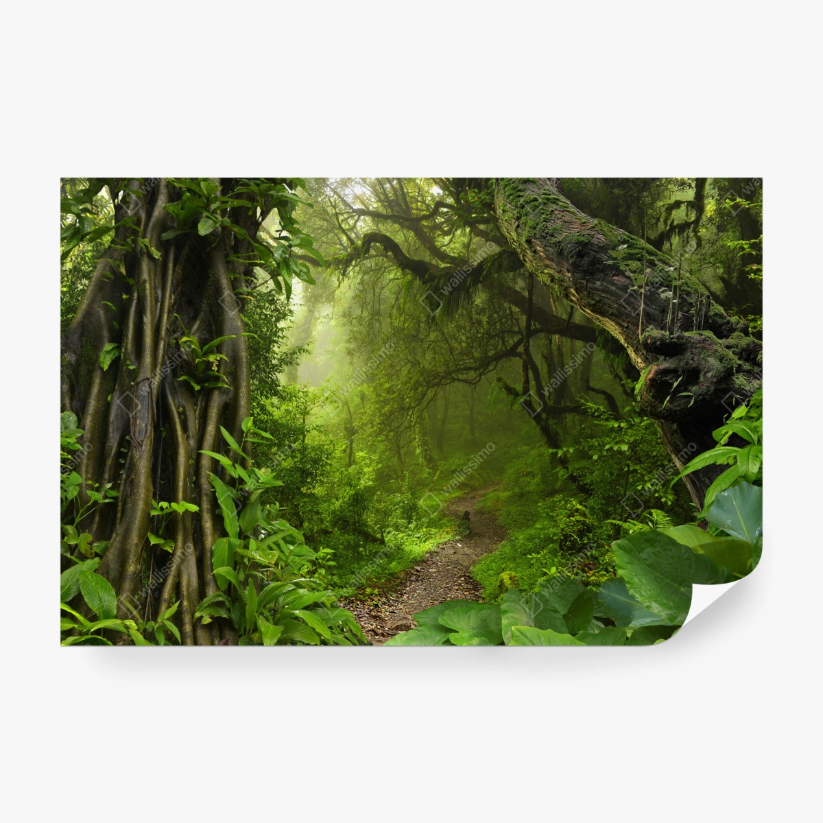 Wall mural lush misty forest trail • Wallissimo®