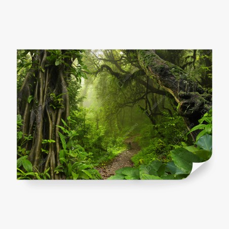 Wall mural lush misty forest trail • Wallissimo®