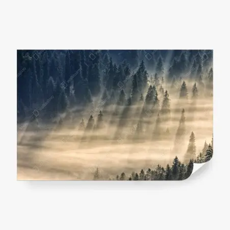Wall mural misty spruce forest with sun rays • Wallissimo®