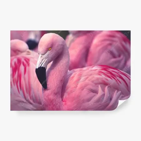 Wall mural pink flamingo close-up portrait • Wallissimo®