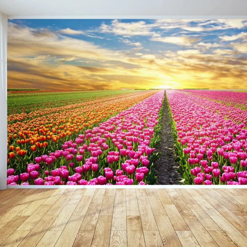 Wall mural sunrise over tulip fields in Netherlands