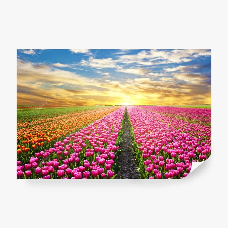 Wall mural sunrise over tulip fields in Netherlands