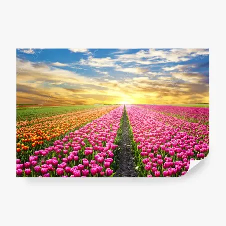 Wall mural sunrise over tulip fields in Netherlands • Wallissimo®