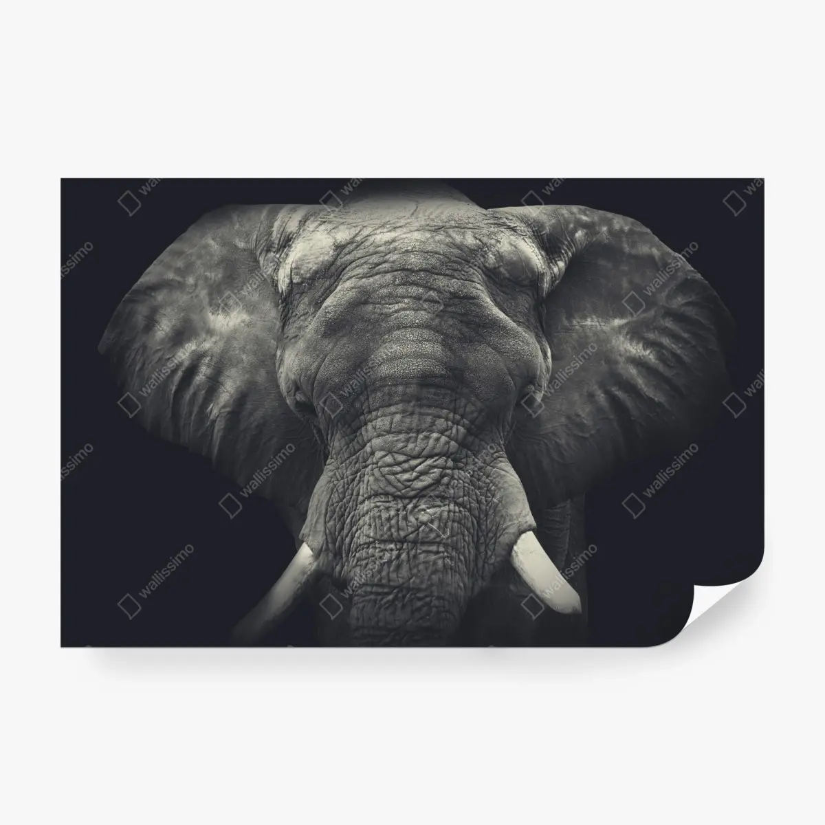 Wall mural majestic elephant portrait in monochrome • Wallissimo®