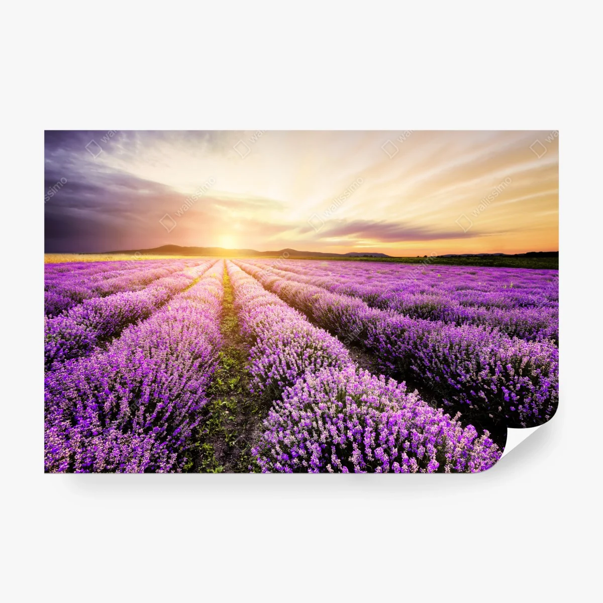 Wall mural sunrise over lavender fields, Bulgaria • Wallissimo® Wall mural sunrise over lavender fields, Bulgaria • Wallissimo®