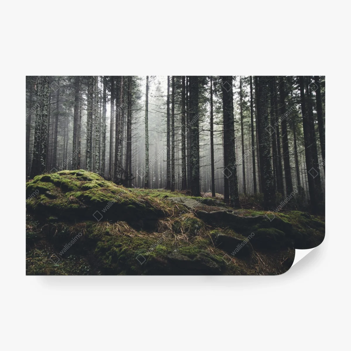 Wall mural misty mossy forest landscape • Wallissimo®
