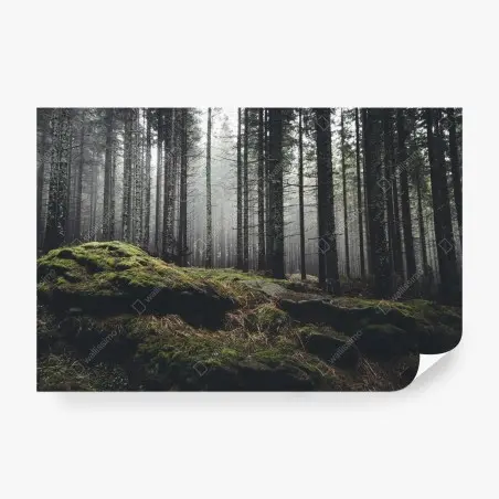 Wall mural misty mossy forest landscape • Wallissimo®