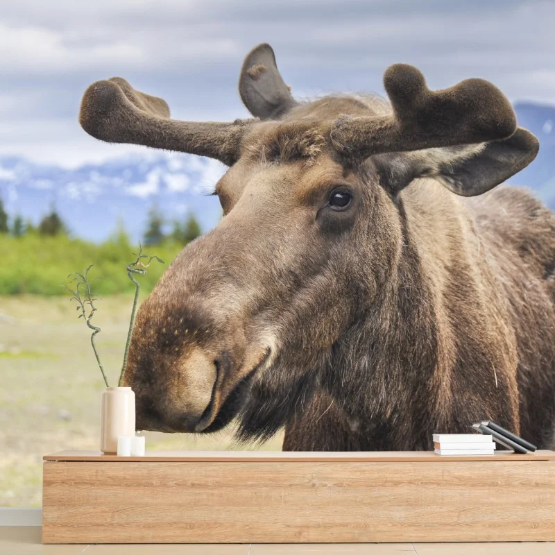 Wall mural majestic moose portrait in the wild