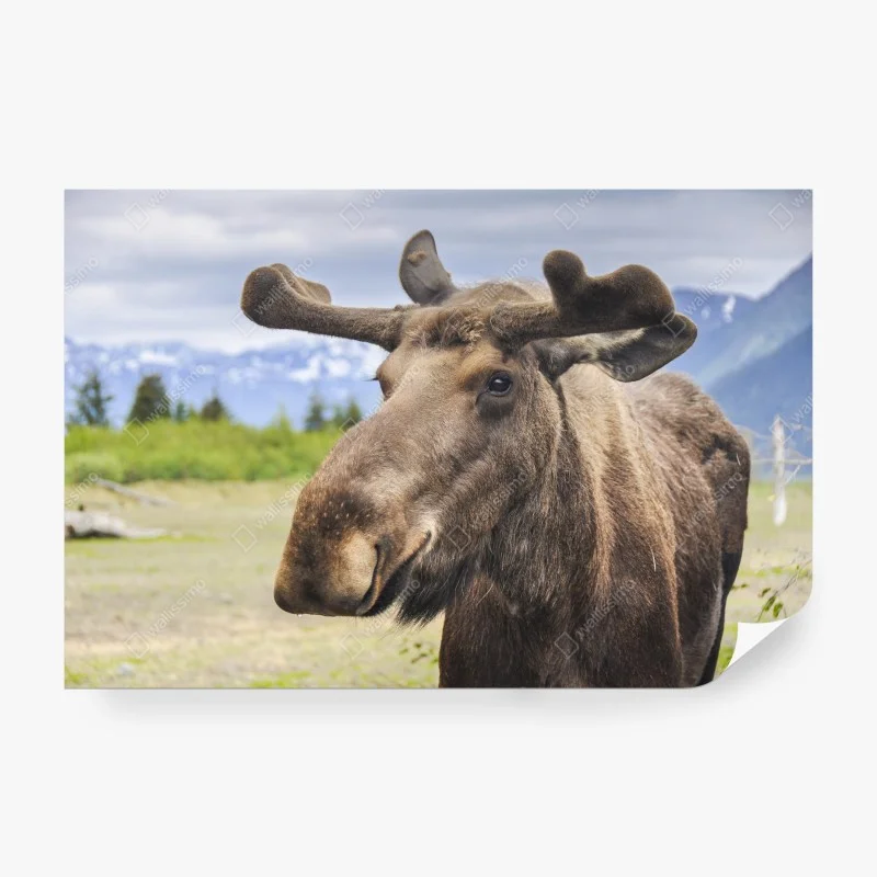 Wall mural majestic moose portrait in the wild