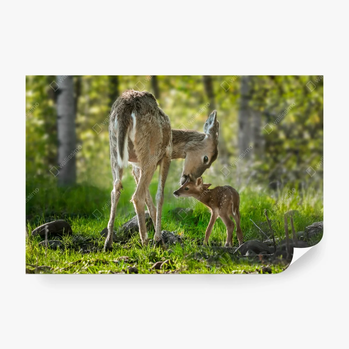 Wall mural mother deer and fawn in a sunlit forest ⁕ Wallissimo®
