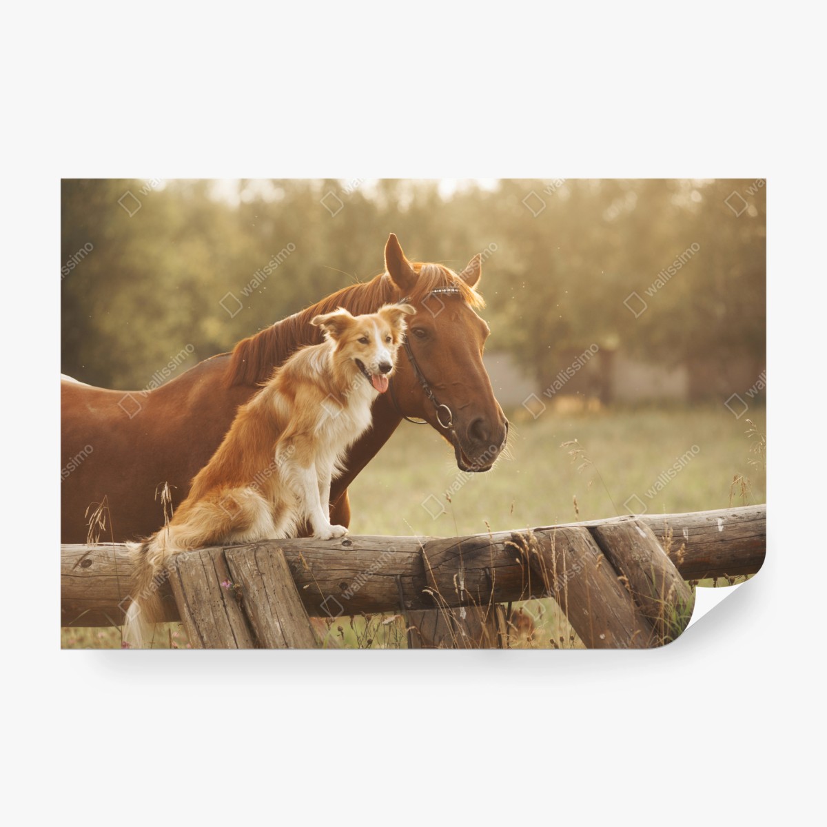 Wall mural sunlit companions: dog and horse ⁕ Wallissimo®
