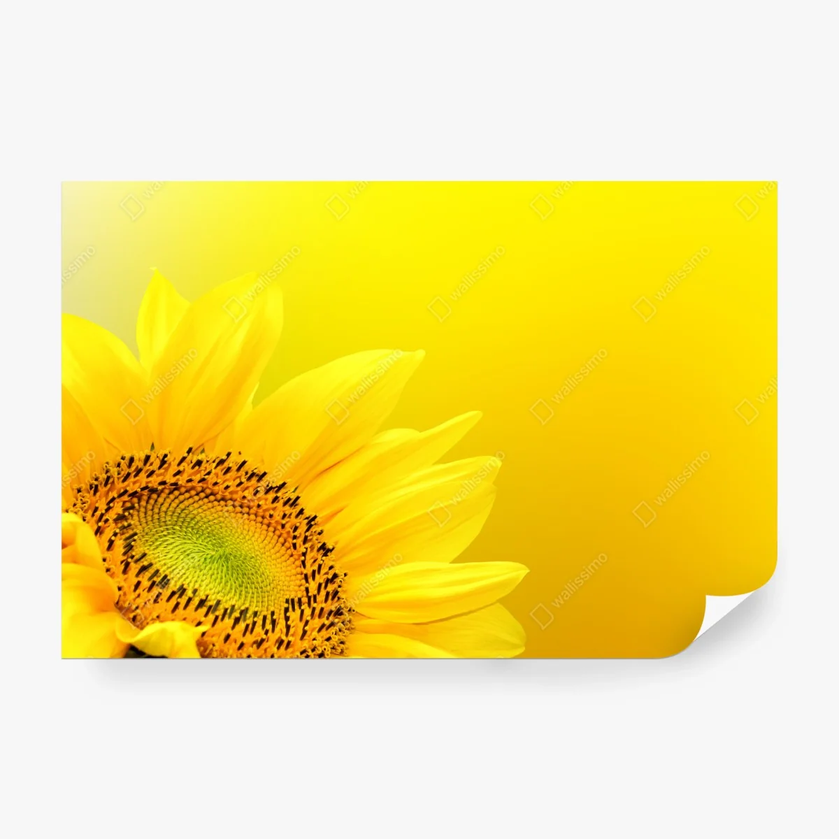 Wall mural vibrant sunflower close-up on yellow background • Wallissimo® Wall mural vibrant sunflower close-up on yellow background • Wallissimo®