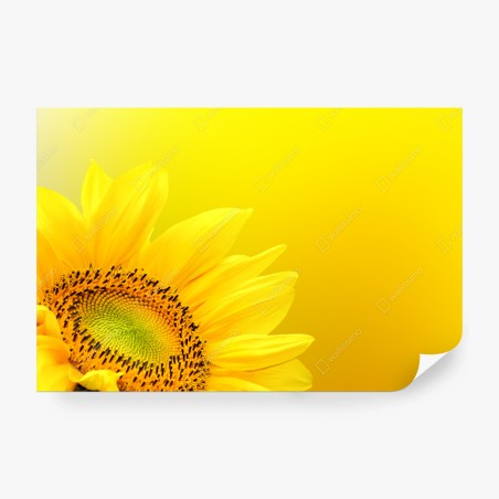 Wall mural vibrant sunflower close-up on yellow background • Wallissimo®