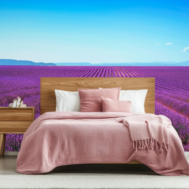 Wall mural lavender fields under blue sky