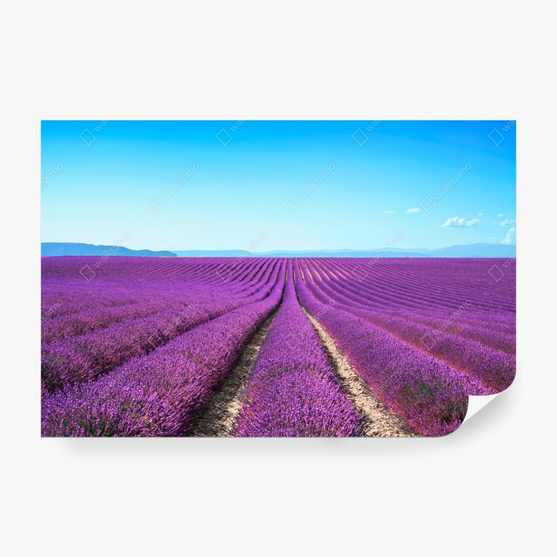 Wall mural lavender fields under blue sky