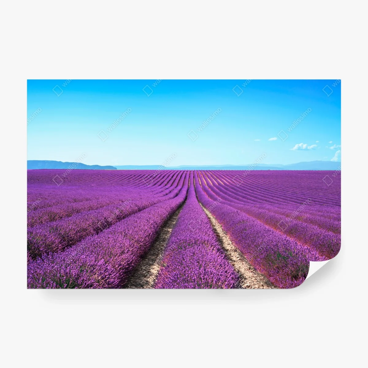 Wall mural lavender fields under blue sky • Wallissimo® Wall mural lavender fields under blue sky • Wallissimo®