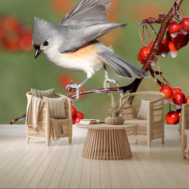 Wall mural gray titmouse on red berries