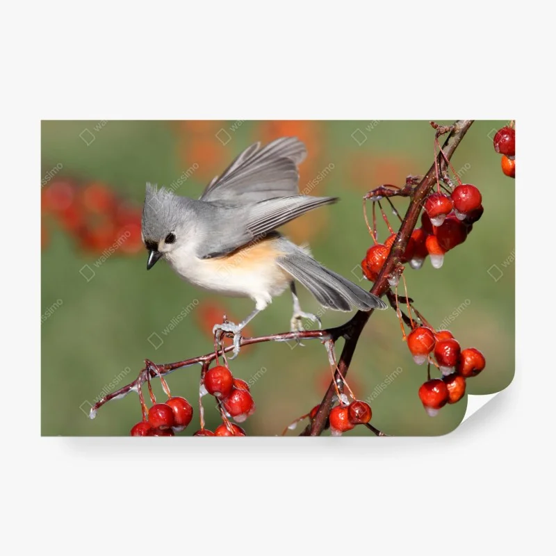 Wall mural gray titmouse on red berries