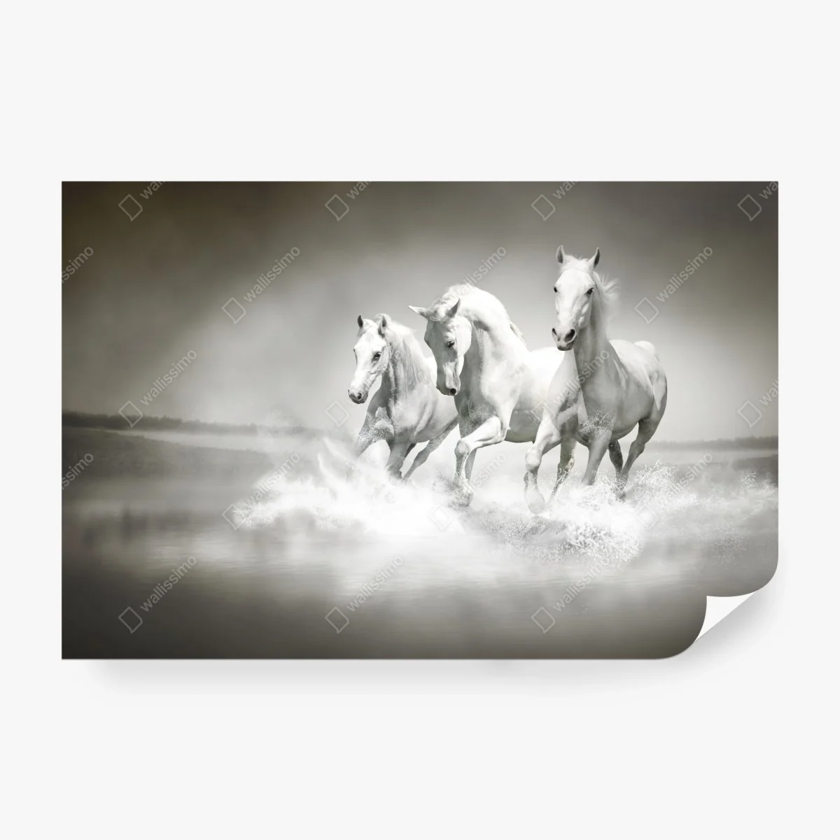 Wall mural three white horses running through water • Wallissimo® Wall mural three white horses running through water • Wallissimo®