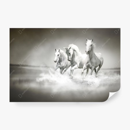 Wall mural three white horses running through water • Wallissimo®