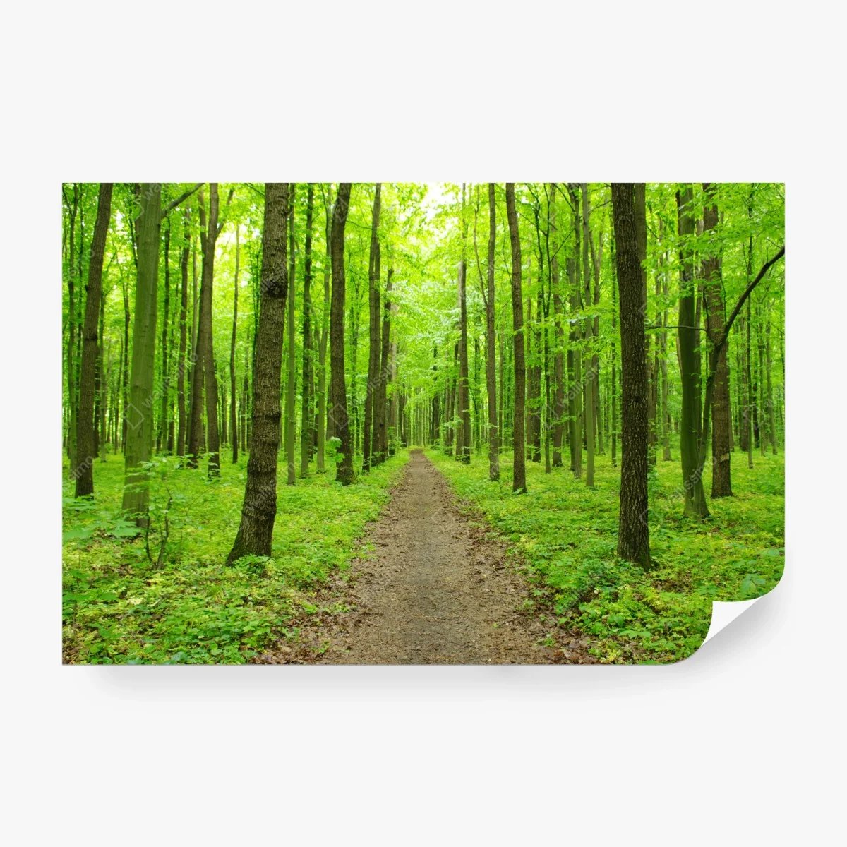 Wall mural serene green forest path • Wallissimo®