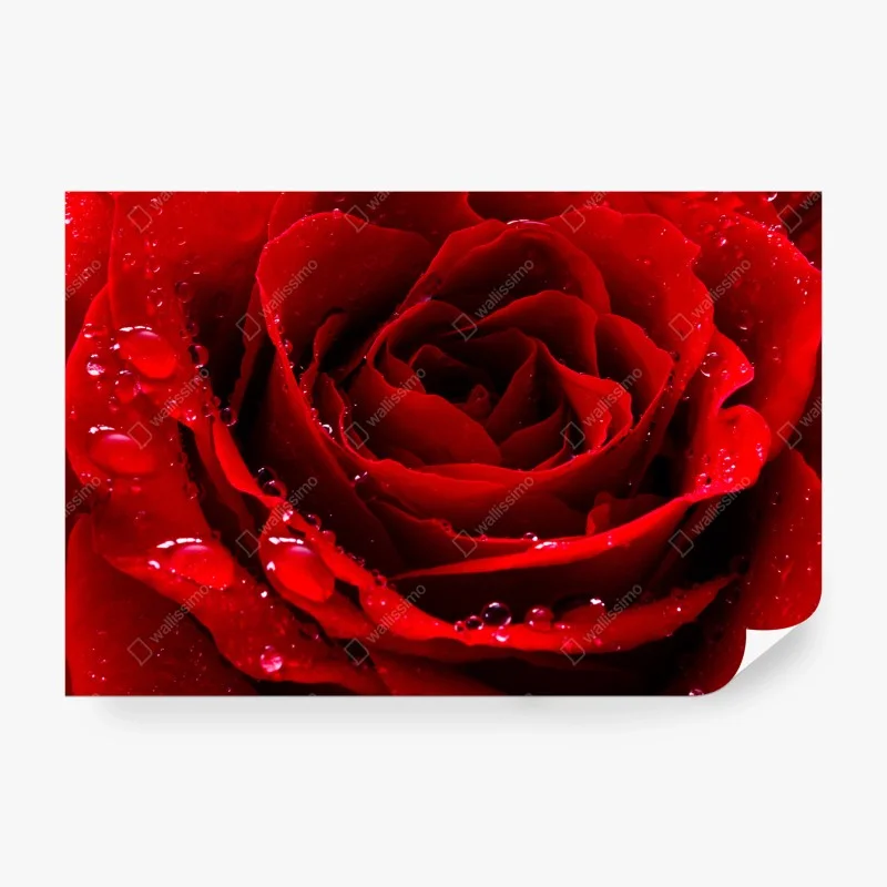Wall mural vibrant red rose close-up
