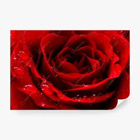 Wall mural vibrant red rose close-up • Wallissimo®