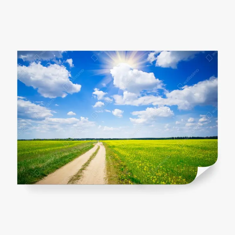 Wall mural yellow rapeseed field under a blue sky