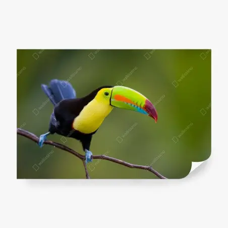 Wall mural vibrant keel-billed toucan portrait • Wallissimo®