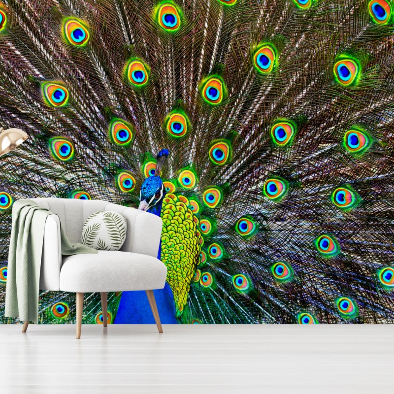 Wall mural vibrant peacock feather display