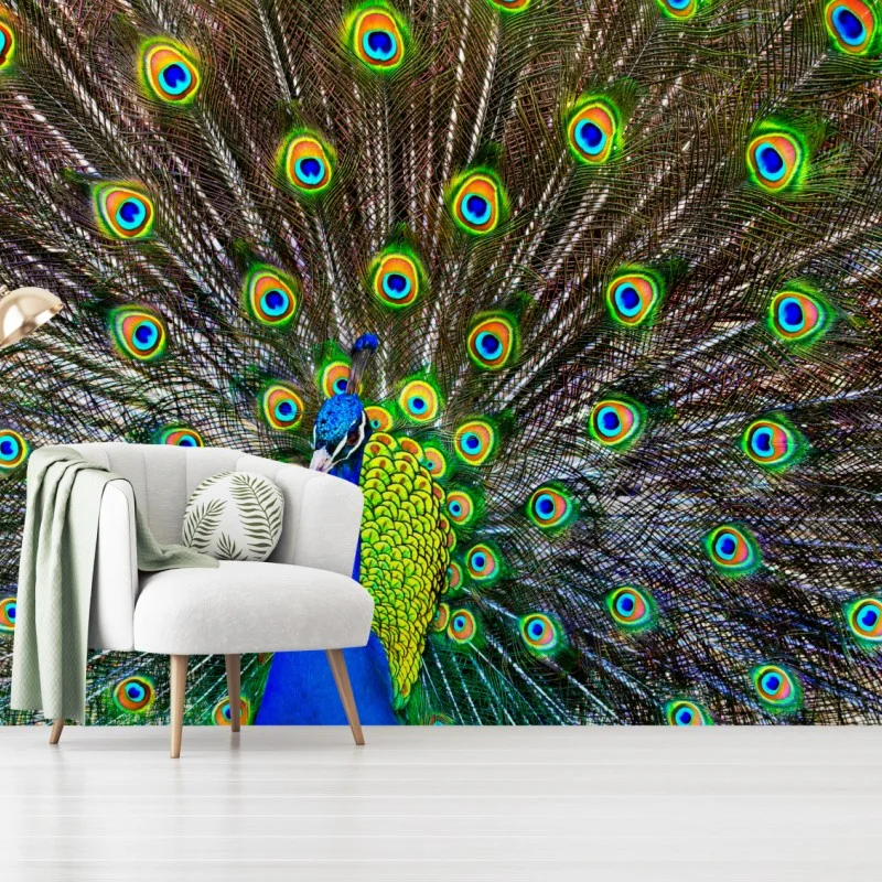 Wall mural vibrant peacock feather display
