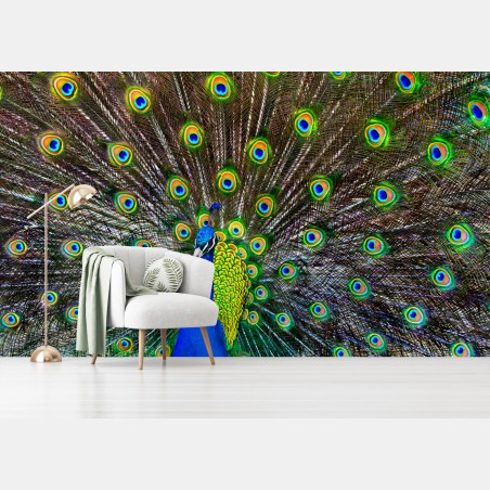 Wall mural vibrant peacock feather display • Wallissimo®
