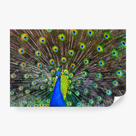Wall mural vibrant peacock feather display • Wallissimo®
